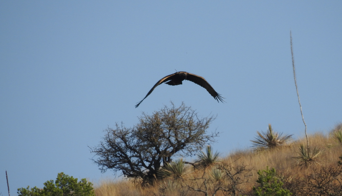 Jalisco impulsa la conservación del águila real en la región